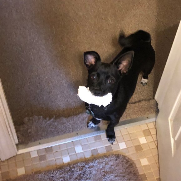 Meet your Posher, Danielle - Picture 3 of 3